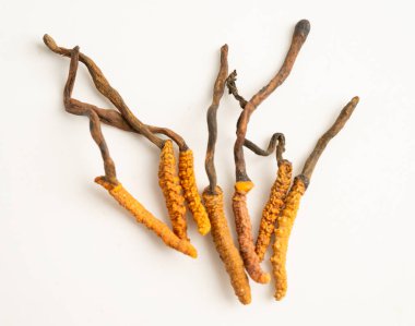 Cordyceps sinensis ya da Ophiocordyceps sinensis beyaz arka planda izole edilmiş, mantar bitkisi tedavisi.