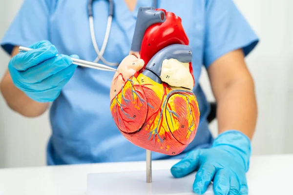 Kardiyovasküler hastalık CVD, hastanede tedavi gören hasta için kalp insan modeli anatomisi olan doktor.