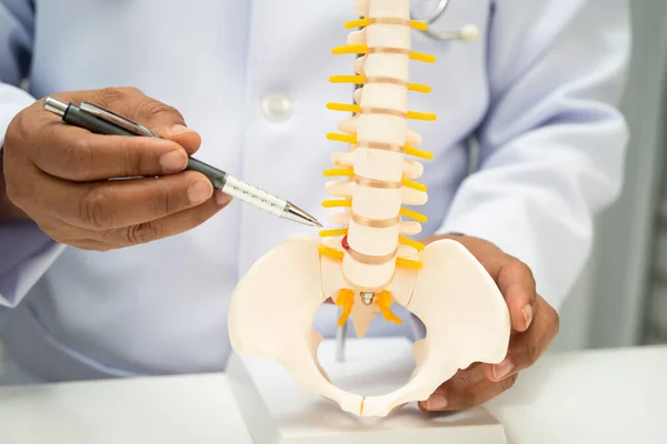 Omurga ve kemik modeli taşıyan Asyalı doktor, ortopedi bölümünde tedavi için bel kemiği yerinden oynamış disk parçası..