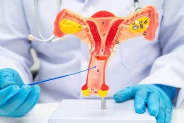 Vajinal ve rahim boynu sıvısı testi için rahmi tutan doktor doğum ve jinekolojiyi kontrol etti..