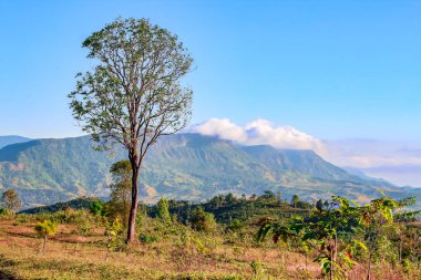 Mavi gökyüzü bulutu üzerinde closeup tek ağaç