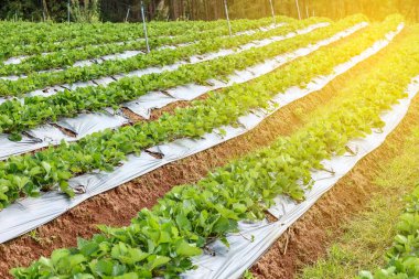 Tayland çilek bahçe alanı Satır