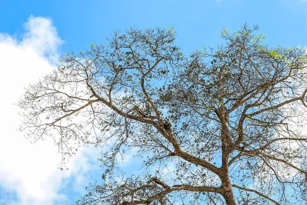 Mavi gökyüzü bulutu üzerinde closeup tek ağaç