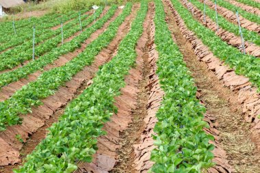 Tayland çilek bahçe alanı Satır