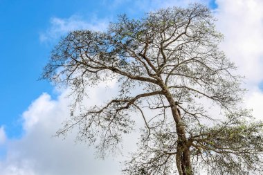 Mavi gökyüzü bulutu üzerinde closeup tek ağaç