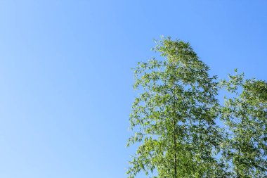 Mavi gökyüzü bulutu üzerinde yakın çekim ağaç