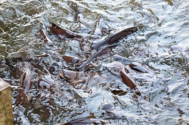 Su suyunda yayın balığı ve sawai kalabalığı, yiyecek besleme