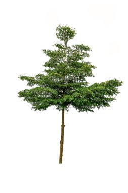Beyaz arka planda izole ağaç, ağaç koleksiyonu