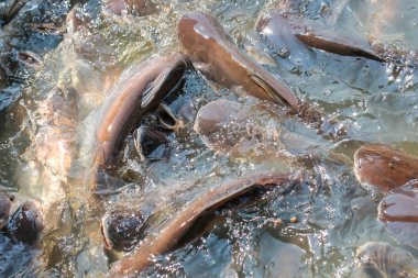 Su suyunda yayın balığı ve sawai kalabalığı, yiyecek besleme