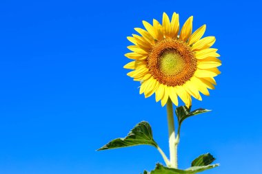 Güzel mavi gökyüzü üzerinde Closeup güzel ayçiçeği
