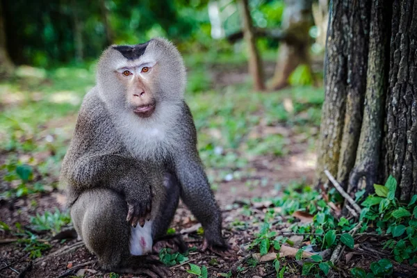 Erkek Güney domuz kuyruklu makak (Macaca nemestrina), orta boy Eski Dünya maymun, Khao Yai milli parkı, Tayland doğal yaşam alanı bulunmaktadır. Orman ağaçları arka plan ile Portre.