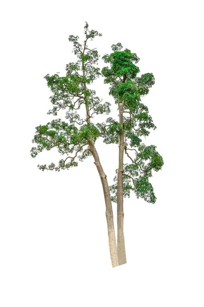 Isolierte Einfache Normale Baum Auf Weißem Hintergrund Reihe Von Baum — Stockfoto