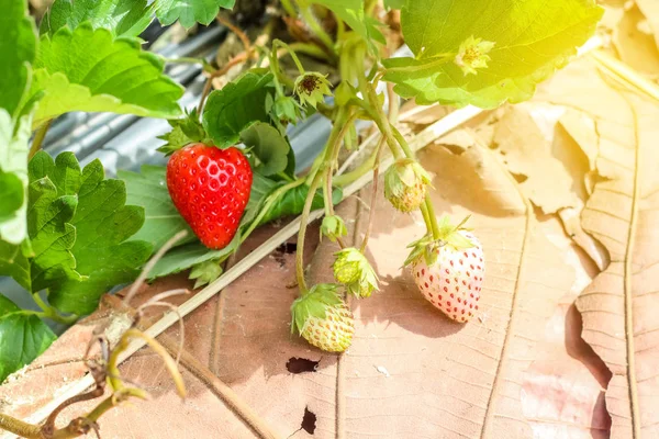 Çilek ekimi ile kırmızı çilek yakın çekim