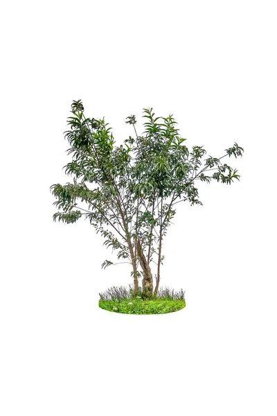 Isolierte Einfache Normale Baum Auf Weißem Hintergrund Reihe Von Baum — Stockfoto