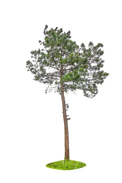 Isolerad Enkel Normal Träd Vit Bakgrund Uppsättning Träd Samling Royaltyfria Stockfoton