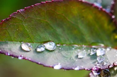 Yeşil yapraküzerinde makro çekim su damla