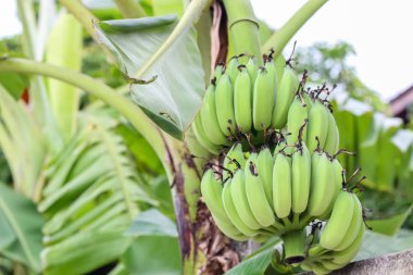 muz ağacı üzerinde demet kapatın