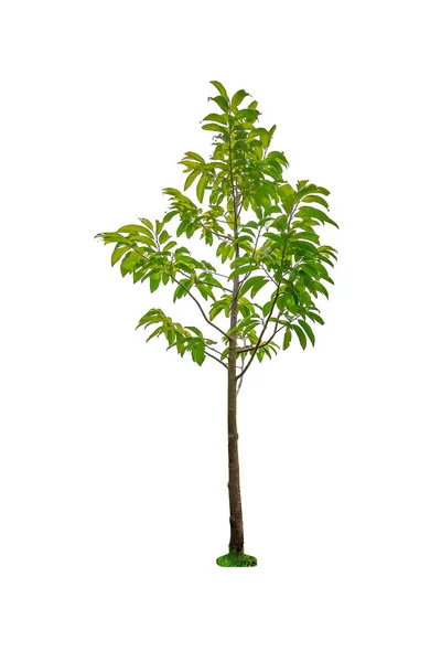 Isolierte Einfache Normale Baum Auf Weißem Hintergrund Reihe Von Baum — Stockfoto