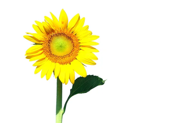 Isolierte Sonnenblume Auf Weißem Hintergrund — Stockfoto