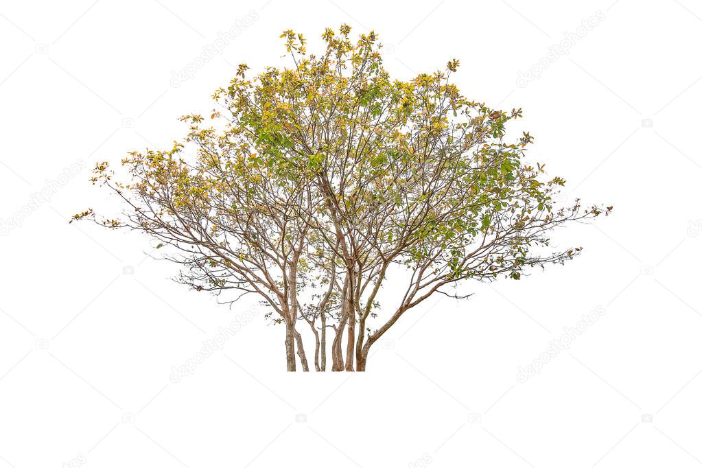 Isolated Simple normal tree on white background, set of tree collection