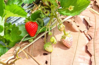 Çilek ekimi ile kırmızı çilek yakın çekim
