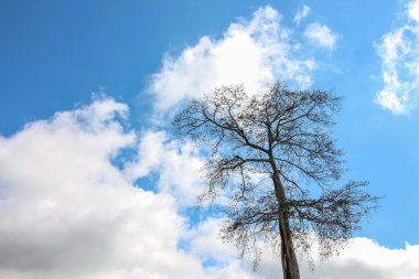 Mavi gökyüzü bulutu üzerinde closeup tek ağaç