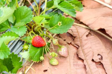 Çilek ekimi ile kırmızı çilek yakın çekim