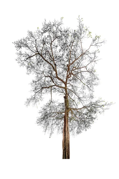 Isolierte Einfache Normale Baum Auf Weißem Hintergrund Reihe Von Baum — Stockfoto