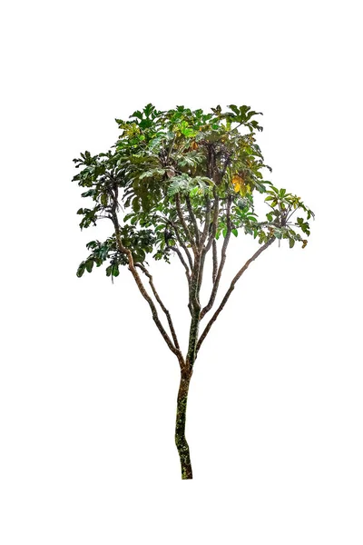 Isolierte Einfache Normale Baum Auf Weißem Hintergrund Reihe Von Baum — Stockfoto