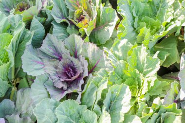 Toprak kir üzerinde Closeup üst görünümü marul