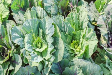 Toprak kir üzerinde Closeup üst görünümü marul