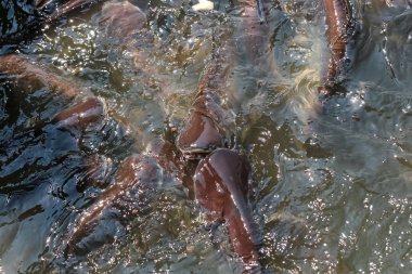 Su suyunda yayın balığı ve sawai kalabalığı, yiyecek besleme