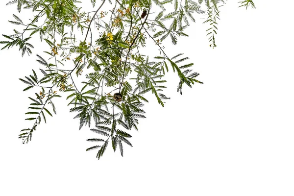 Isolato Semplice Albero Normale Sfondo Bianco Insieme Raccolta Albero — Foto Stock