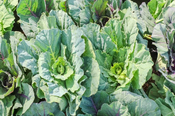 Toprak kir üzerinde Closeup üst görünümü marul