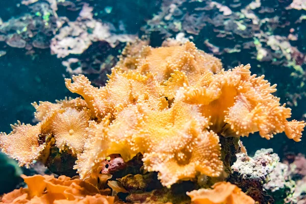 Glowing Orange Soft Coral Blue Water Background Water Soft Focus — Stock Photo, Image