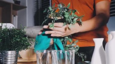 woman holding glass of water and plants