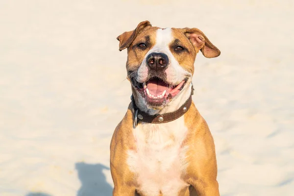 Alegre Perro Amable Sienta Arena Aire Libre Lindo Staffordshire Terrier —  Fotos de Stock