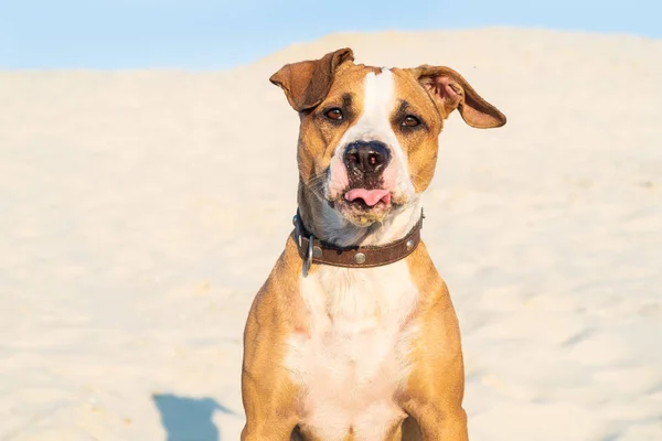 Funny Pes Sedí Písku Venku Vyplazeným Roztomilý Stafordšírský Teriér Štěně — Stock fotografie