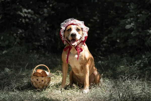 Dog Halloween Fairy Tale Costume Little Red Cap Cute Puppy — Stock Photo, Image