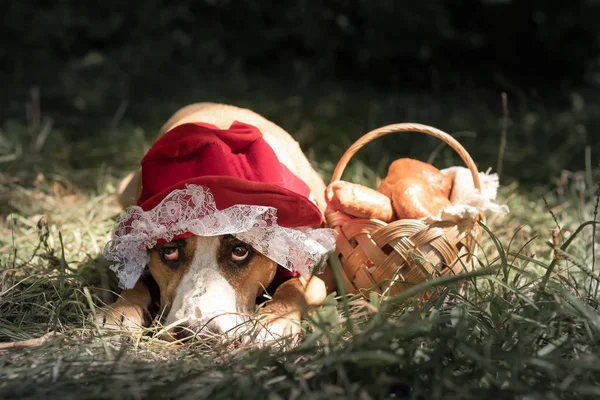 Cute Dog Halloween Fairy Tale Costume Little Red Cap Portrait — Stock Photo, Image