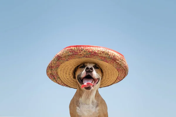 メキシコの伝統的な帽子の犬 メキシコのお祭りのシンボルとして またはハロウィーンのソンブレロ帽子を着たかわいい 面白いスタッフォードシャー テリア — ストック写真