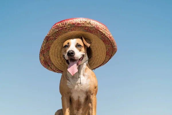 Anjing Cantik Dengan Topi Tradisional Meksiko Dengan Latar Belakang Luar — Stok Foto