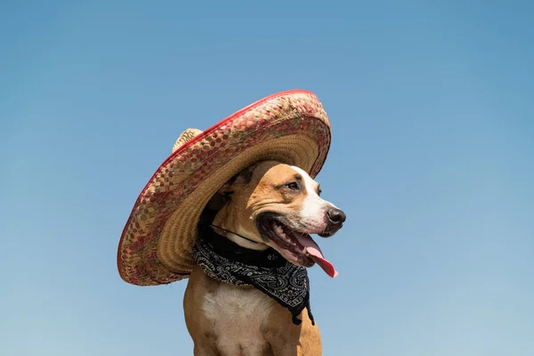 Vacker Hund Mexikansk Hatt Som Västerländsk Stil Bandit Gangster Söt — Stockfoto