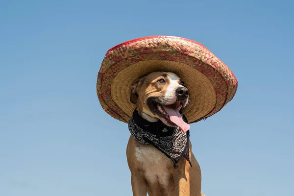 Hermoso Perro Sombrero Mexicano Como Bandido Estilo Occidental Gángster Lindo — Foto de Stock