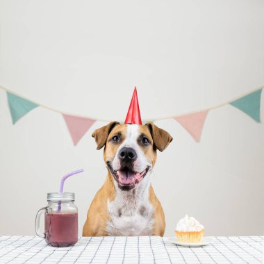 Köpek ve onun Doğum günü şenlikli bir kek ve bir içecek şeklinde yaklaşırız. Bir kek ile dekore edilmiş oda poz bir taç şirin köpek yavrusu
