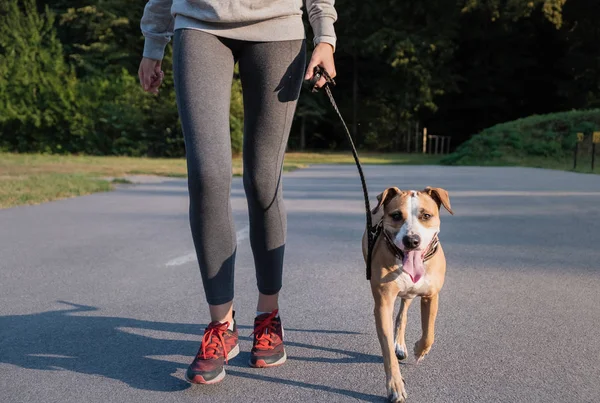 Mulher Fato Treino Com Cão Jovem Apto Fêmea Staffordshire Terrier — Fotografia de Stock