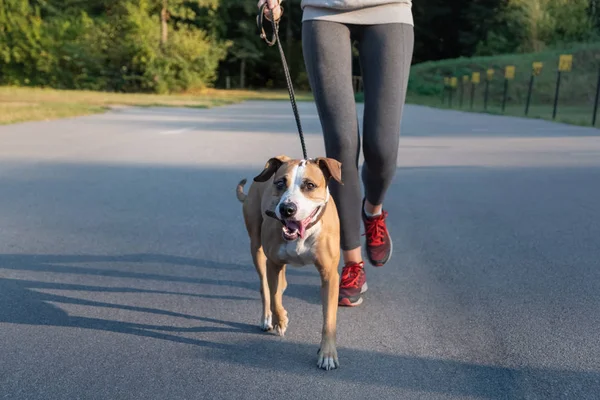 Kobieta Kolejny Garnitur Biegania Psem Młodzi Pasują Kobieta Staffordshire Terrier — Zdjęcie stockowe