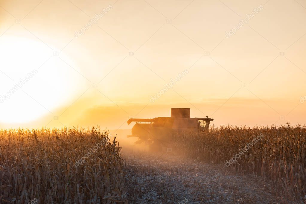 Combine harvester machine working in corn field at sunset. Multi purpose thresher tracktor gathering crop in beautiful sunlit area