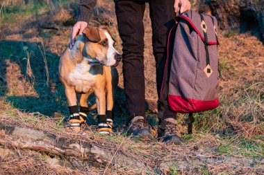 Uzun yürüyüşe çıkan kimse ve ayakkabı hiking içinde köpek ormanda yan yana durun. Köpek yürüyüş botları ve akşam güneşi resimde sırt çantası tutan erkek kişi içinde