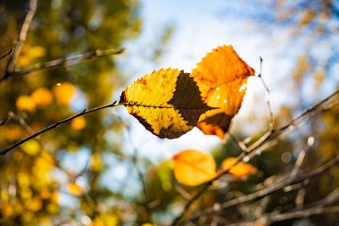 Pastırma yazı kavramı: sonbahar güneş sarı yaprakları parlıyor. Karşı sun fotoğrafladı parlak sarı yapraklar solmaya ile ağacının dalını